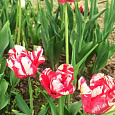 Тюльпан попугайный Estella Rijnveld