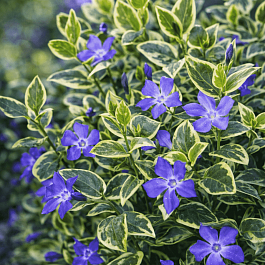 Барвинок большой Вариегата