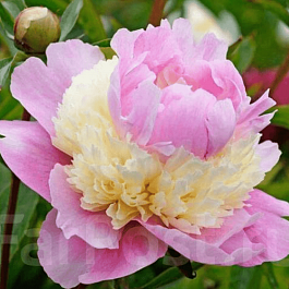 Пион Молочноцветковый Sorbet