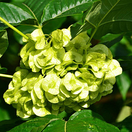 Птелея Трехлистная