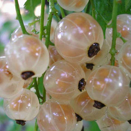 Смородина белая Белая Фея