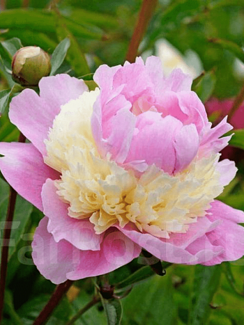 Пион Молочноцветковый Sorbet