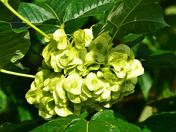 Птелея Трехлистная