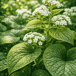 Бруннера крупнолистная White Zebra