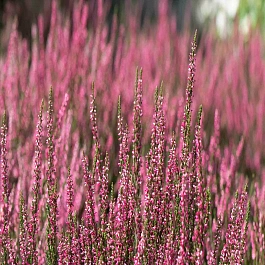 Вереск Patricia