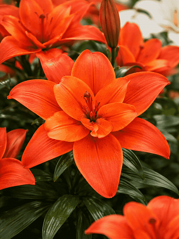 Лилия Double Caddy