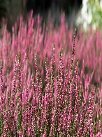 Вереск Patricia