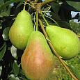 Груша плодовая Аллегро