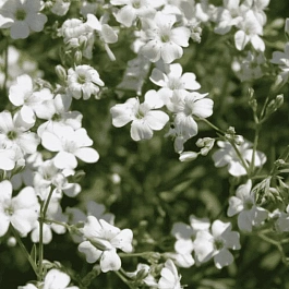 Гипсофила ползучая Filou White