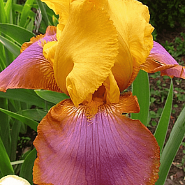 Ирис германский Sunset Sky