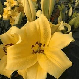 Лилия Belleville