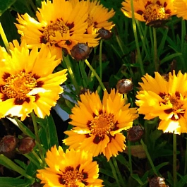 Кореопсис крупноцветковый Sunfire yellow red