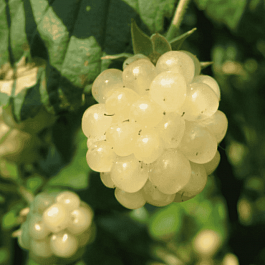 Ежевика садовая Polar Berry