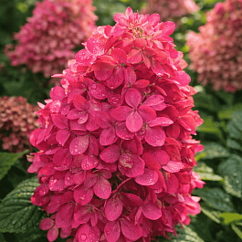 Гортензия метельчатая Bonfire