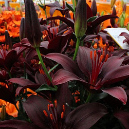 Лилия азиатская Дарк Секрет НАБОР 2ШТ (2+2)