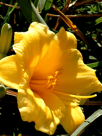 Лилейник желтый