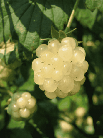 Ежевика садовая Polar Berry