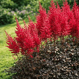 Астильба гибридная Mighty Chocolate Cherry