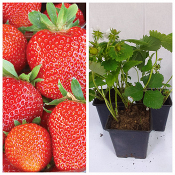 Земляника садовая Скала НАБОР 5ШТ Земляника садовая Скала НАБОР 5ШТ