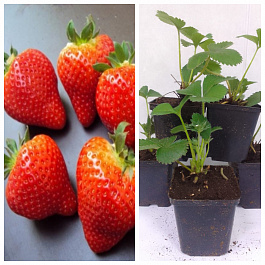 Земляника садовая Вивальди НАБОР 5ШТ Земляника садовая Вивальди НАБОР 5ШТ