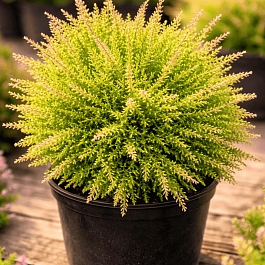 Вереск обыкновенный Loui