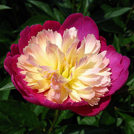 Пион травянистый Гей Пари Пион травянистый Гей Пари