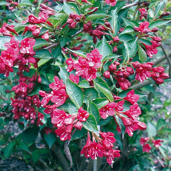 Вейгела цветущая Бристол Руби