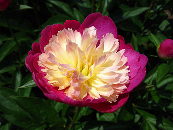 Пион травянистый Гей Пари