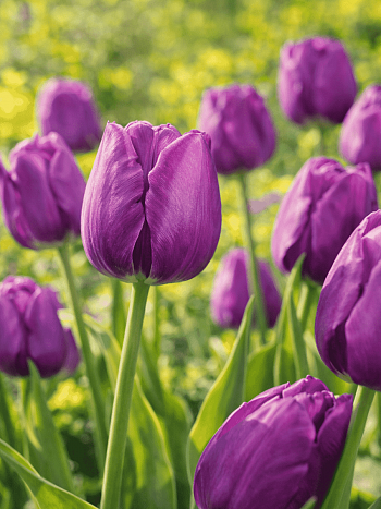 Тюльпан триумф Negrita