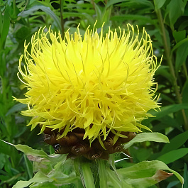 Василек (Волошка) горный Deep Yellow