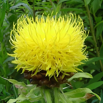 Василек (Волошка) горный Deep Yellow