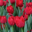 Тюльпан Махровый Largo