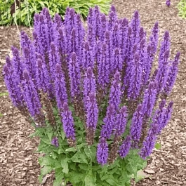 Шалфей дубравный Sensation Compact Deep Blue