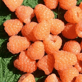 Малина Валентина