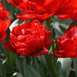 Тюльпан Махровый Emblazon