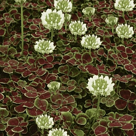 Клевер ползучий Pentaphyllum