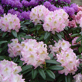 Рододендрон гибридный Бригитта