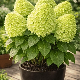 Гортензия метельчатая Panatella ТОЛЬКО САМОВЫВОЗ