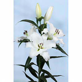 Лилия ОТ-гибрид Опера Лилия ОТ-гибрид Опера