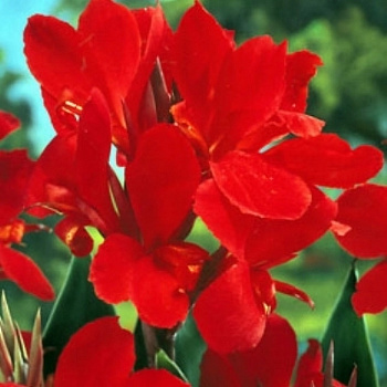 Канна карликовая Черри Ред