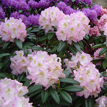 Рододендрон гибридный Бригитта Рододендрон гибридный Бригитта