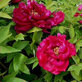 Пион древовидный Красная королевская мантия Пион древовидный Красная королевская мантия