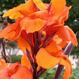 Канна коричневолистная Триумф