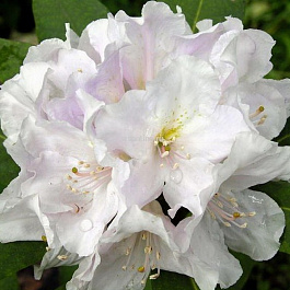 Рододендрон гибридный Эскимо