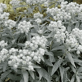 Анафалис трехжилковый