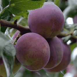 Слива домашняя Болховчанка