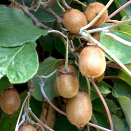 Актинидия коломикта Закарпатье