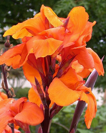 Канна коричневолистная Триумф