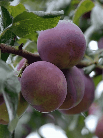 Слива домашняя Болховчанка