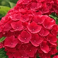 Гортензия крупнолистная Hot Red